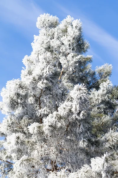 冬の雪景色 — ストック写真