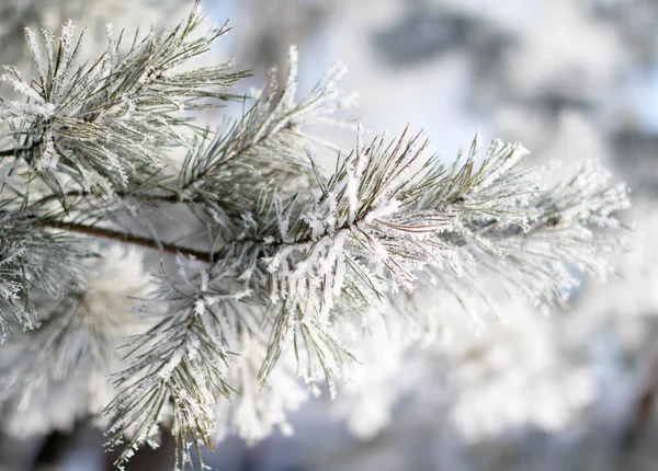 冬の雪景色 — ストック写真