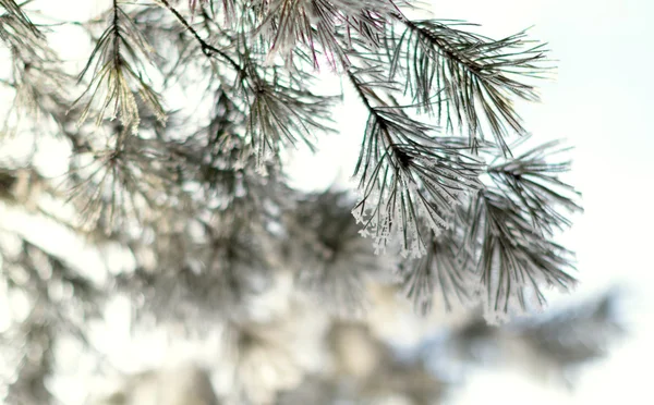 冬の雪景色 — ストック写真