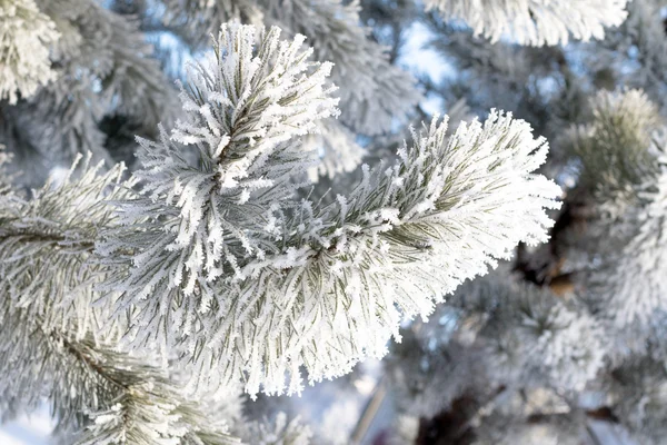 Inverno paisagem nevada — Fotografia de Stock