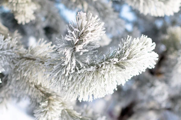 Inverno paisagem nevada — Fotografia de Stock