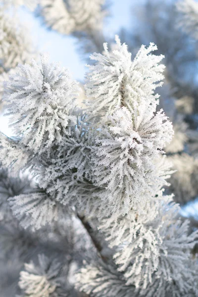 冬の雪景色 — ストック写真