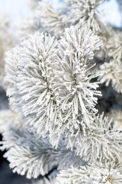 Winter snowy landscape — Stock Photo, Image