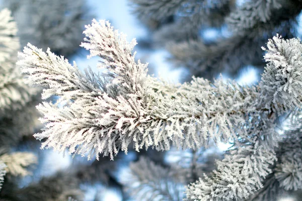 冬の雪景色 — ストック写真