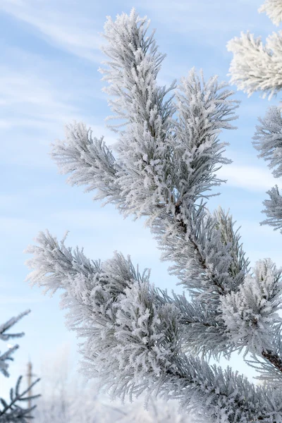 Winterliche Schneelandschaft — Stockfoto