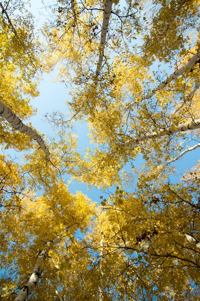 Herbstlandschaft, Birke — Stockfoto