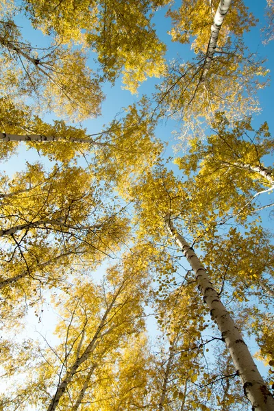 Autumn landscape, birch — Stock Photo, Image
