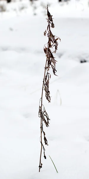 Vintersnölandskap — Stockfoto