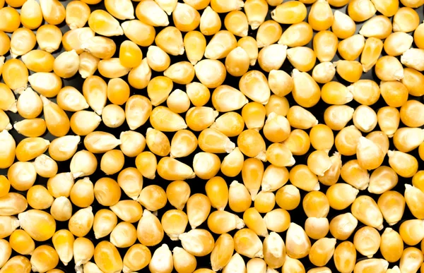 Основна частина зерна кукурудзи — стокове фото