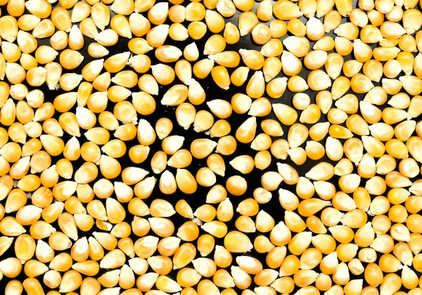 Bulk of corn grains — Stock Photo, Image