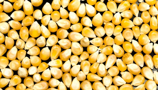 Bulk of corn grains — Stock Photo, Image