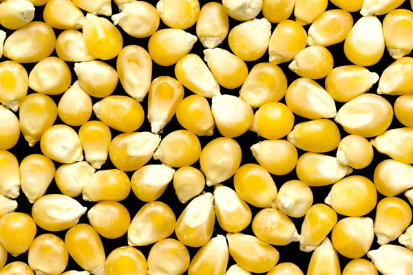 Převážná část zrna kukuřice — Stock fotografie