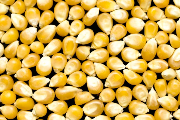 Bulk van maïs korrels — Stockfoto