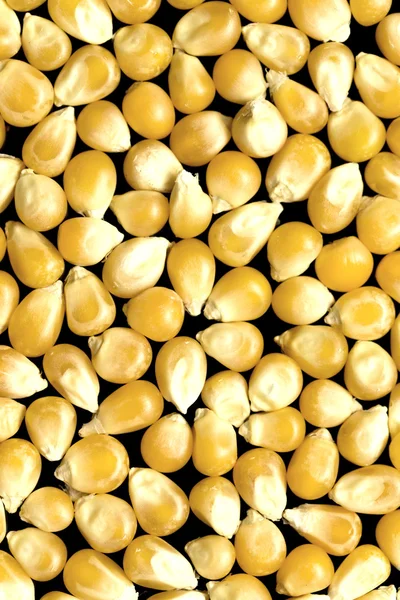 Bulk van maïs korrels — Stockfoto