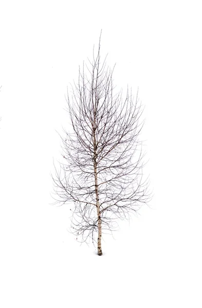 Zwart-wit zicht op bomen — Stockfoto