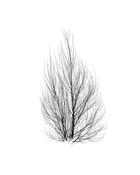 Černobílý pohled na stromy — Stock fotografie
