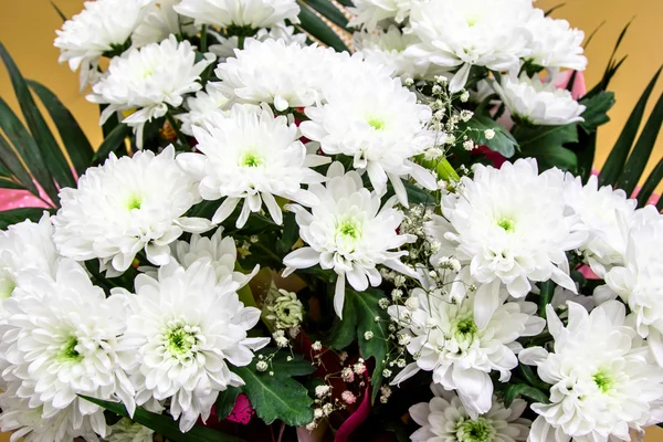 Aster virágok absztrakció — Stock Fotó