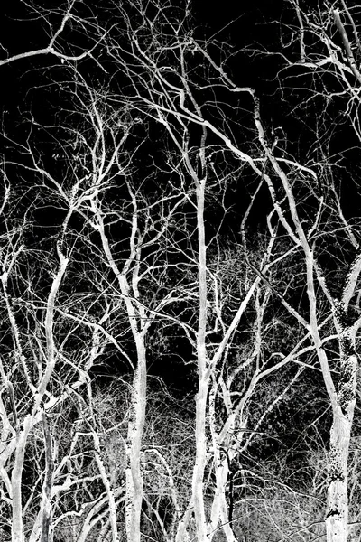 Черный и белый вид на деревья — стоковое фото