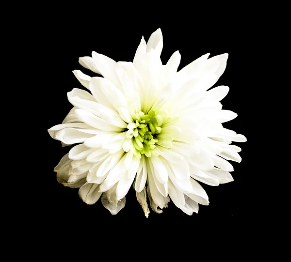 Aster flores abstração — Fotografia de Stock