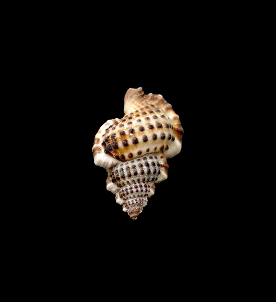 Decoratieve sea shell op een zwarte achtergrond — Stockfoto