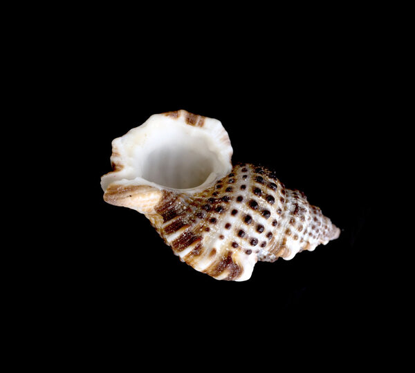 decorative sea shell on a black background