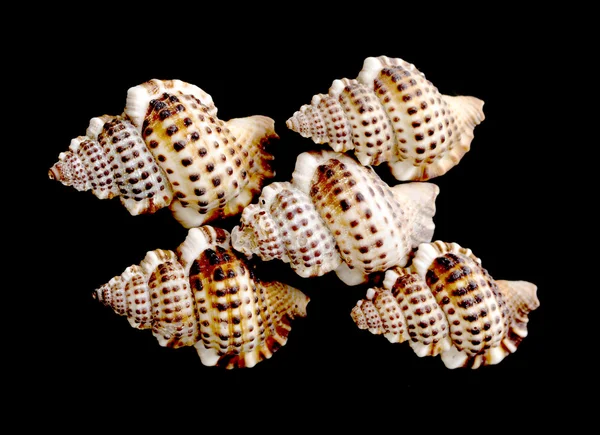 Dekoratív tengerre shell egy fekete háttér — Stock Fotó