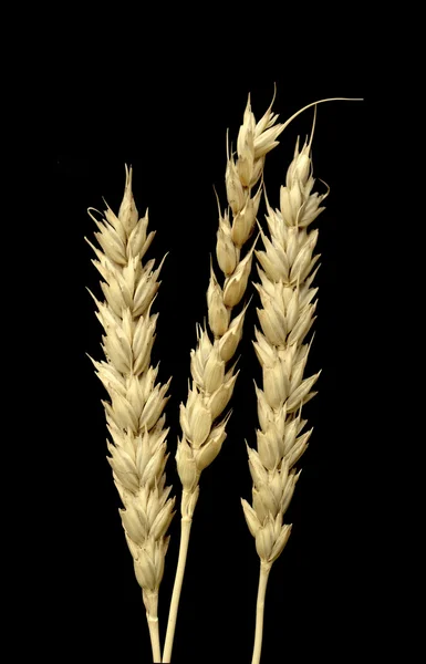 Ухо пшеницы на черном фоне — стоковое фото