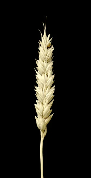Ухо пшеницы на черном фоне — стоковое фото