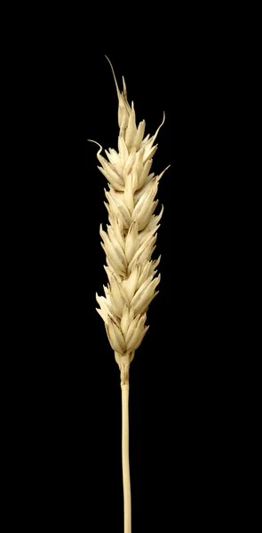 Orelha de trigo em um fundo preto — Fotografia de Stock