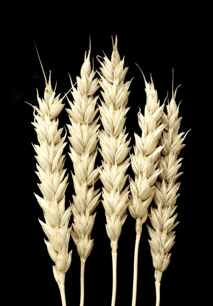 Вухо пшениці на чорному тлі — стокове фото