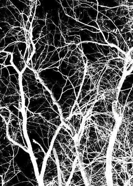 white tree branches on a black background