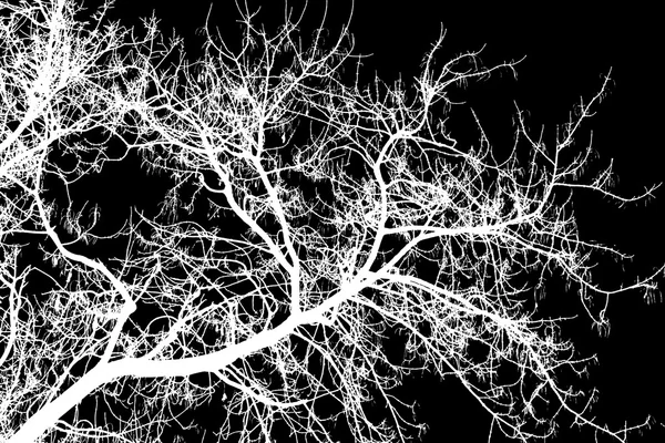 White tree branches on a black background — Stock Photo, Image