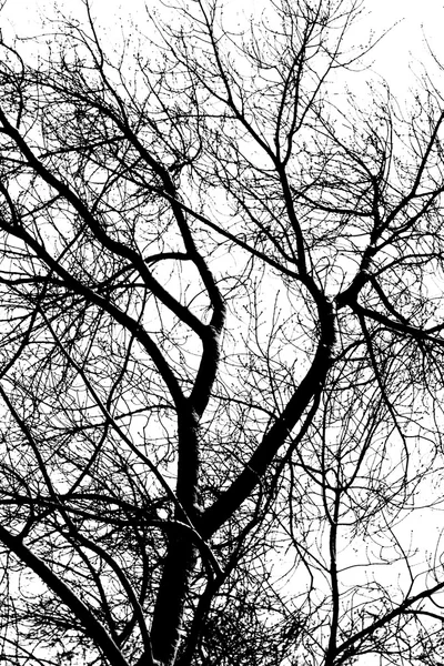 Ramas de árbol blanco sobre un fondo negro —  Fotos de Stock
