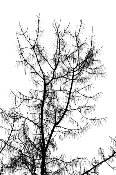 Galhos de árvore em um fundo branco — Fotografia de Stock
