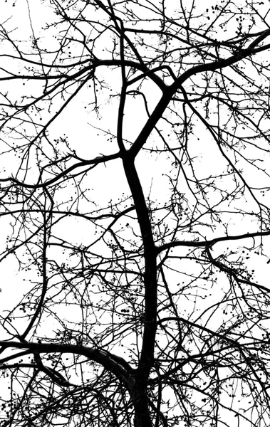 Větve stromu na bílém pozadí — Stock fotografie