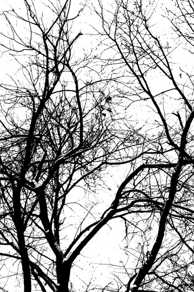 Ramas de árbol sobre un fondo blanco — Foto de Stock