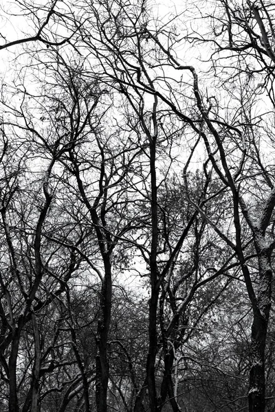 Branches d'arbres sur fond blanc — Photo