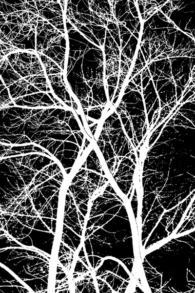 White tree branches on a black background — Stock Photo, Image