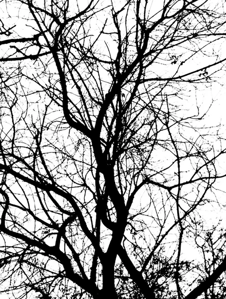 Ramas de árbol sobre un fondo blanco —  Fotos de Stock