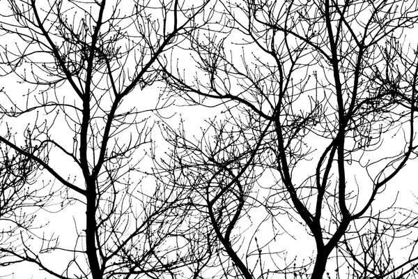 Gałęzie drzew na białym tle — Zdjęcie stockowe