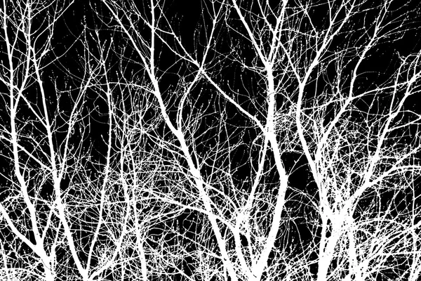 White tree branches on a black background — Stock Photo, Image