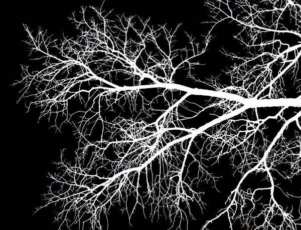 Branches d'arbres blancs sur fond noir — Photo