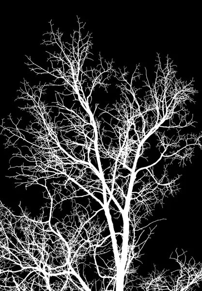 Branches d'arbres blancs sur fond noir — Photo