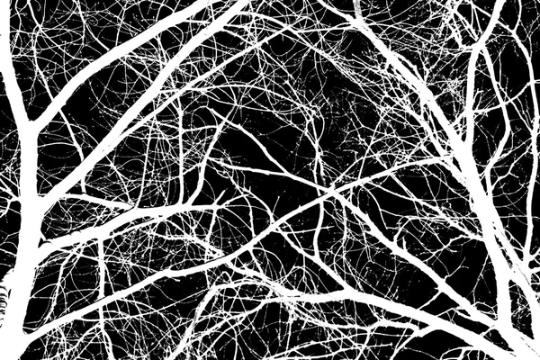 Branches d'arbres blancs sur fond noir — Photo