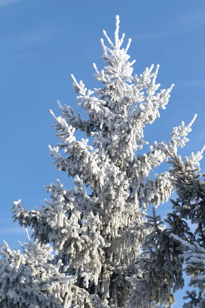 Winter snowy landscape Stock Photo