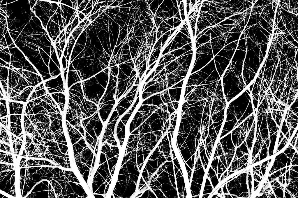 黒い背景に白い木の枝 ストック写真 C Kzwwsko 黒い背景に白い木の枝 ストック写真 C Kzwwsko