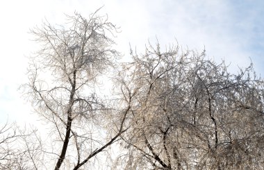 Kış ağaçlar ve gökyüzü arka plan