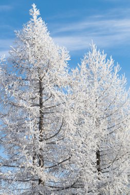 Güzel kış manzarası
