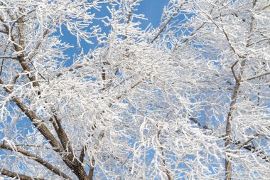 Güzel kış manzarası