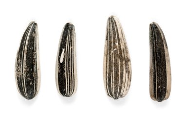 Ayçekirdeği arka planı